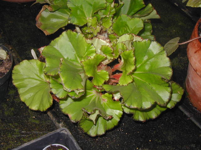 B. ‘Fairy Dust’